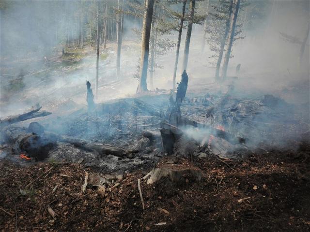 De la începutul anului, în fondul forestier de stat administrat de RNP s-au înregistrat 281 de incendii