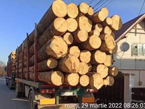 Camionul cu lemne confiscat