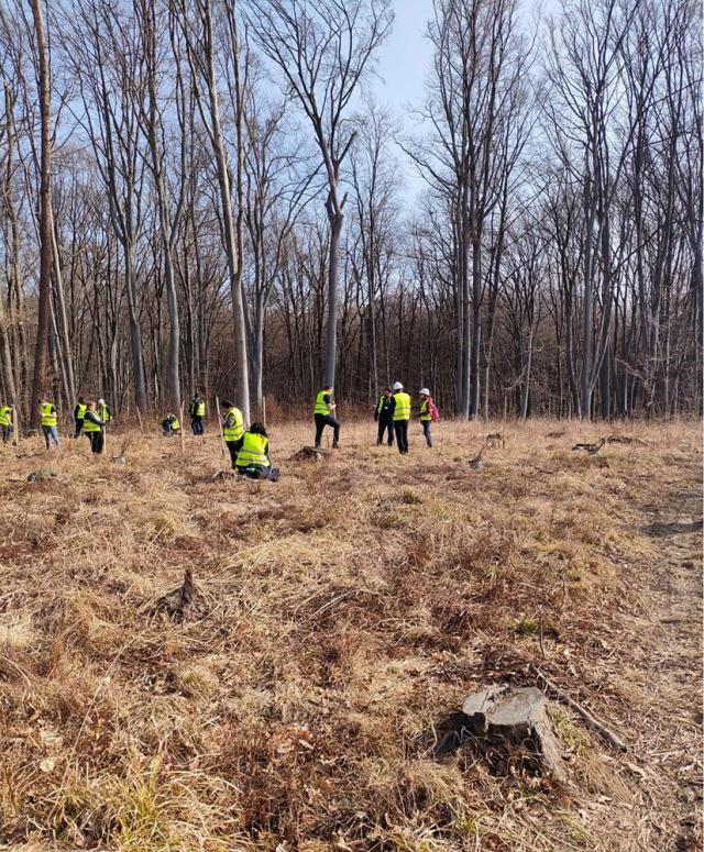 1500 de puieți de arbori, plantați la Ocolul Silvic Adâncata, cu angajații de la Leroy Merlin