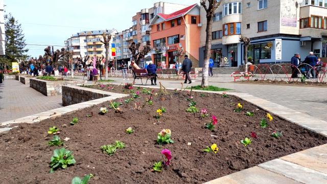 Câteva zeci de mii de flori vor fi plantate in Falticeni