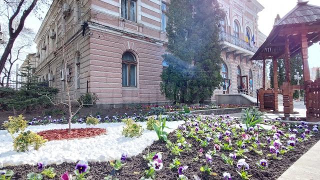 Câteva zeci de mii de flori vor fi plantate in Falticeni