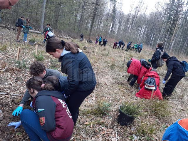 Elevii Școlii Gimnaziale Nr. 8 Suceava au participat sâmbătă la o acțiune de împădurire