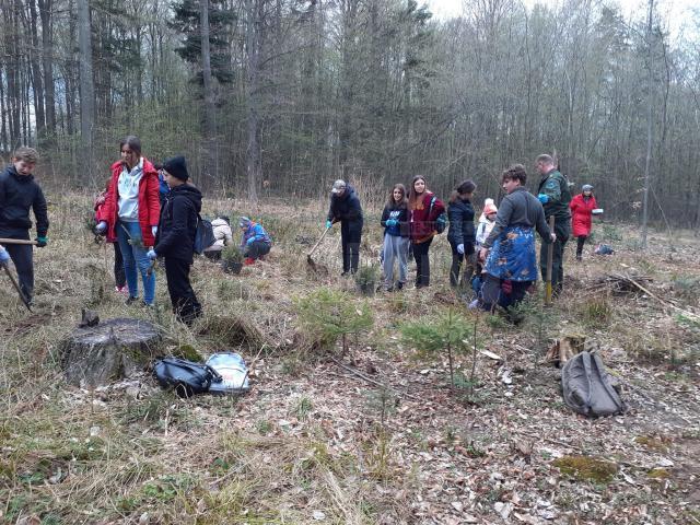 Elevii Școlii Gimnaziale Nr. 8 Suceava au participat sâmbătă la o acțiune de împădurire