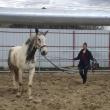 Nemțoaica care le asigură zilnic cailor un program de întreținere