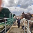 20 de cai de la o școală de echitație din Kiev și-au găsit a doua casă la Moara