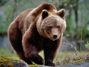 Autoritățile sucevene se vor dota cu arme și cuști de transport pentru gestionarea problemelor cauzate de urși în zonele locuite din Bazinul Dornelor