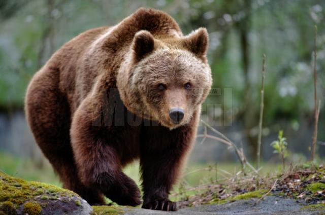 Autoritățile sucevene se vor dota cu arme și cuști de transport pentru gestionarea problemelor cauzate de urși în zonele locuite din Bazinul Dornelor