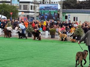 Bucovina Dog Show 2022 s-a desfasurat pe parcursul a două zile - 30 aprilie si 1 mai