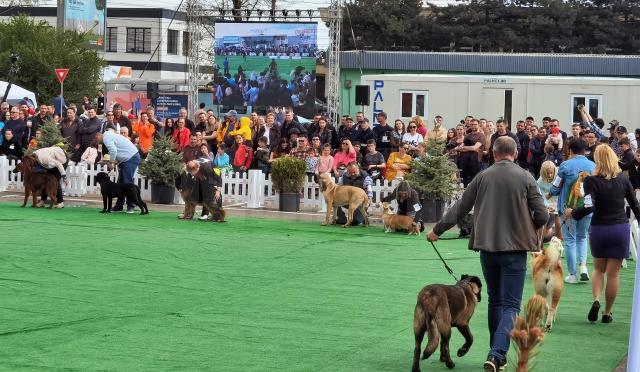 Bucovina Dog Show 2022 s-a desfasurat pe parcursul a două zile - 30 aprilie si 1 mai