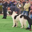 Bucovina Dog Show 2022 s-a desfasurat pe parcursul a două zile - 30 aprilie si 1 mai 2