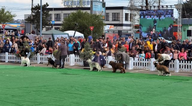 Bucovina Dog Show 2022 s-a desfasurat pe parcursul a două zile - 30 aprilie si 1 mai 6