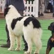 Bucovina Dog Show 2022 s-a desfasurat pe parcursul a două zile - 30 aprilie si 1 mai 9