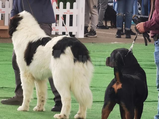 Bucovina Dog Show 2022 s-a desfasurat pe parcursul a două zile - 30 aprilie si 1 mai 9