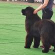 Bucovina Dog Show 2022 s-a desfasurat pe parcursul a două zile - 30 aprilie si 1 mai 10