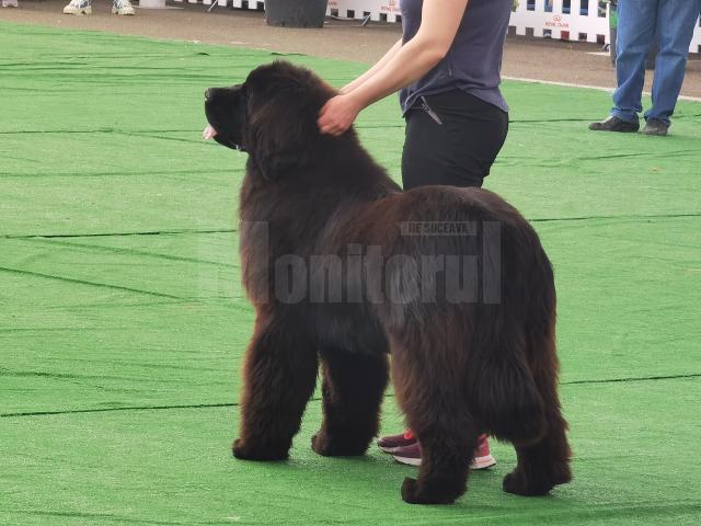 Bucovina Dog Show 2022 s-a desfasurat pe parcursul a două zile - 30 aprilie si 1 mai 10