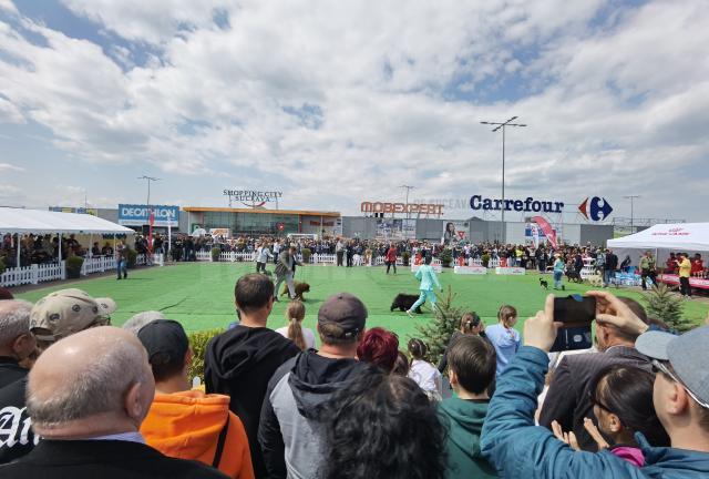 Bucovina Dog Show a revenit în parcarea Shopping City Suceava, după doi ani de pandemie, cu competiții chinologice organizate pe parcursul a două zile – 30 aprilie și 1 mai 3