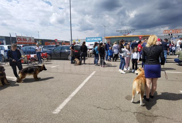 Bucovina Dog Show a revenit în parcarea Shopping City Suceava, după doi ani de pandemie, cu competiții chinologice organizate pe parcursul a două zile – 30 aprilie și 1 mai 3