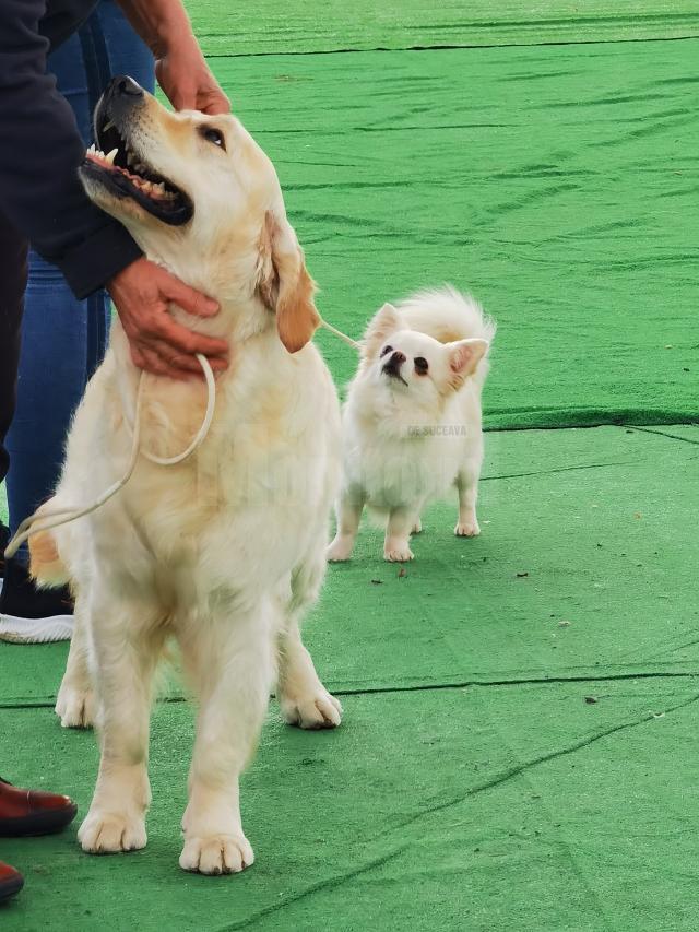 Bucovina Dog Show a revenit în parcarea Shopping City Suceava, după doi ani de pandemie, cu competiții chinologice organizate pe parcursul a două zile – 30 aprilie și 1 mai 3