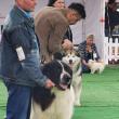 Bucovina Dog Show a revenit în parcarea Shopping City Suceava, după doi ani de pandemie, cu competiții chinologice organizate pe parcursul a două zile – 30 aprilie și 1 mai 3