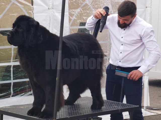 Bucovina Dog Show a revenit în parcarea Shopping City Suceava, după doi ani de pandemie, cu competiții chinologice organizate pe parcursul a două zile – 30 aprilie și 1 mai 3