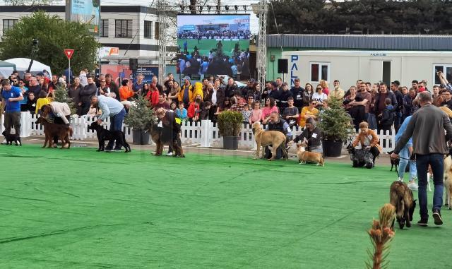 Bucovina Dog Show a revenit în parcarea Shopping City Suceava, după doi ani de pandemie, cu competiții chinologice organizate pe parcursul a două zile – 30 aprilie și 1 mai 3