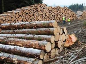 S-au confiscat 136 mc material lemnos
