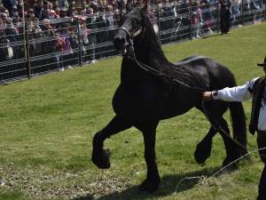 A VI-a ediție a Târgului de cai de la Marginea va avea loc sâmbătă, 21 mai
