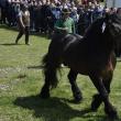 A VI-a ediție a Târgului de cai de la Marginea va avea loc sâmbătă, 21 mai