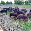 Un sucevean și-a dezvoltat o adevărată ”maternitate” de porci de Mangalița