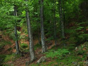 Politicile forestiere naționale și europene trebuie adaptate la noul context geostrategic și economic