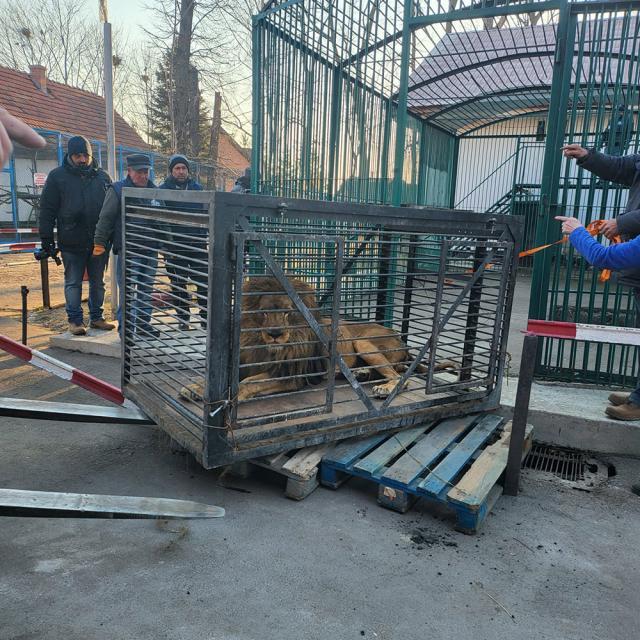 Leul Simba a fost adus la Zoo Rădăuţi pe 21 martie