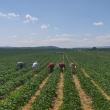 10 hectare cultivate cu căpșuni la Hurjuieni