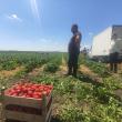 Căpșunile de Hurjuieni sunt şi într-un lanț mare de magazine