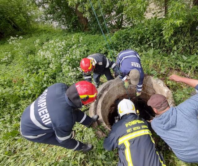 Vițel salvat de pompieri după ce a căzut într-o fosă septică