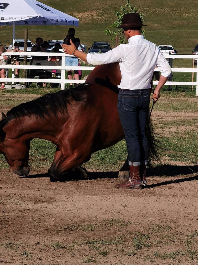 Ionuț Cățean și echipa sa au venit la Suceava cu șase cai, pentru a face spectacol