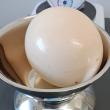 Un ou de struț poate atinge și aproape 2 kilograme greutate