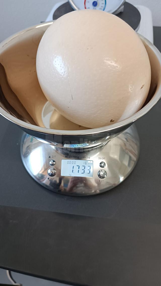 Un ou de struț poate atinge și aproape 2 kilograme greutate
