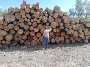 Cantitate imensă de lemn confiscat