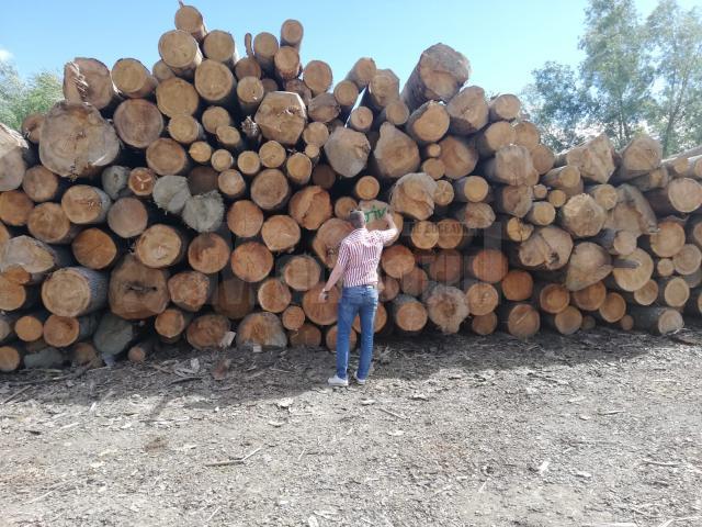 Cantitate imensă de lemn confiscat