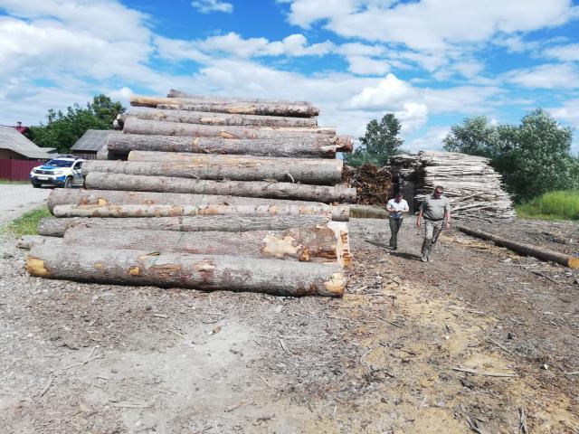Polițiștii au confiscat o cantitate mare de lemn
