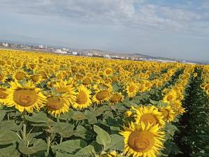 Cultură de floarea soarelui, la marginea Sucevei