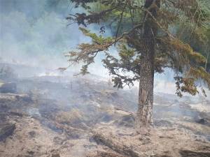 Numărul incendiilor produse în fondul forestier a crescut în prima jumătate a anului