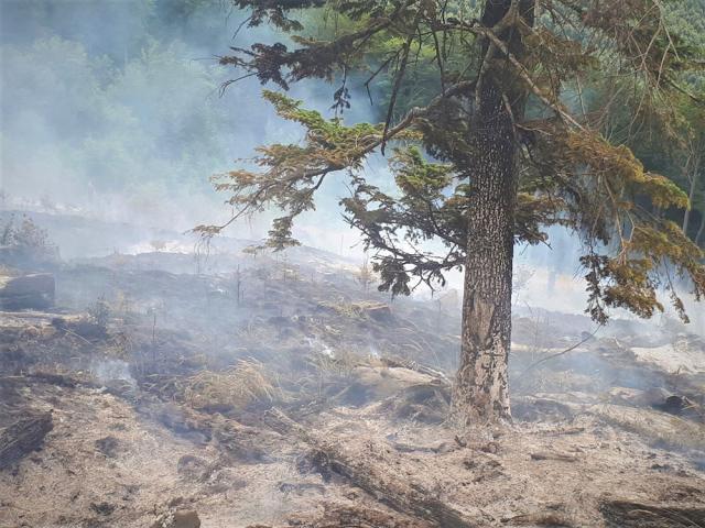 Numărul incendiilor produse în fondul forestier a crescut în prima jumătate a anului