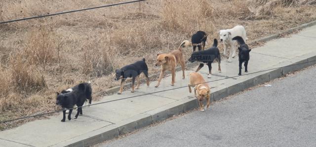 Câini abandonaţi la marginea Sucevei