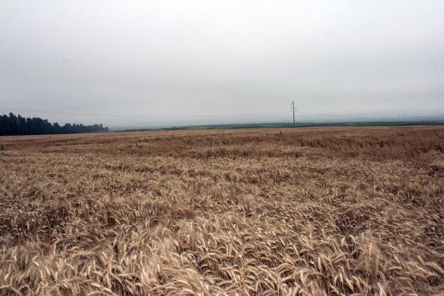 Producțiile de grâu sunt mici, în unele cazuri la jumătate față de anii buni