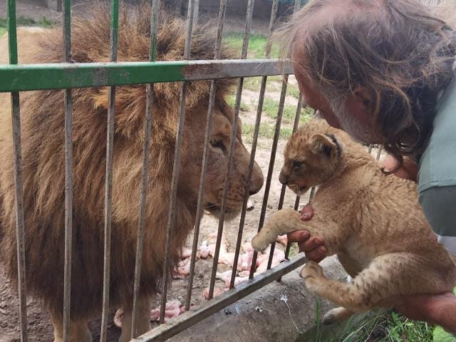 Micul leu, prezentat de Dorin Șoimaru bunicului său, maiestuosul Simba, în noua menajerie de la Zaharești