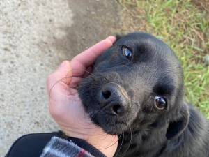 Un târg de adopții pentru câinii din adăpostul public al Sucevei va avea loc duminică
