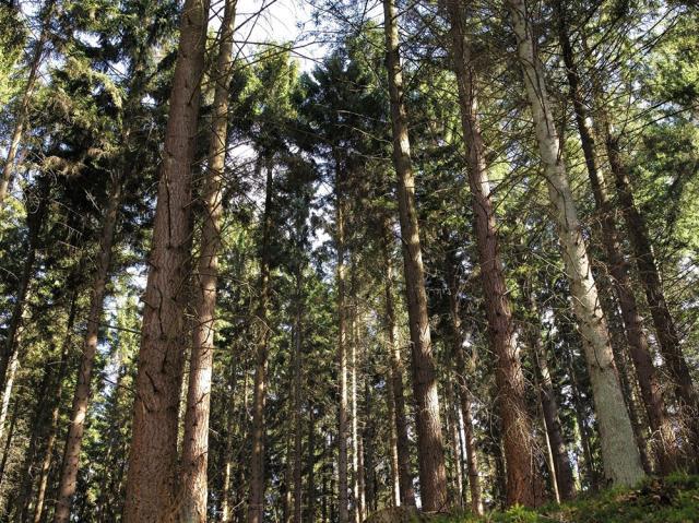 Susținerea corectă a sectorului forestier poate transforma această perioadă de criză în oportunitate