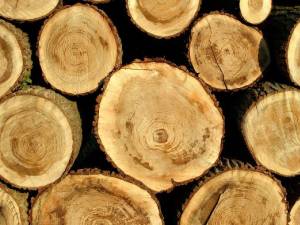 Direcția Silvică Suceava are în stoc 32.000 mc lemn de foc rășinoase, disponibil pentru valorificarea către populație și unități bugetare