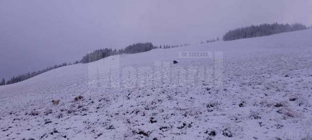 Prima ninsoare pe Rarău din acest sezon. Foto satulslatioara